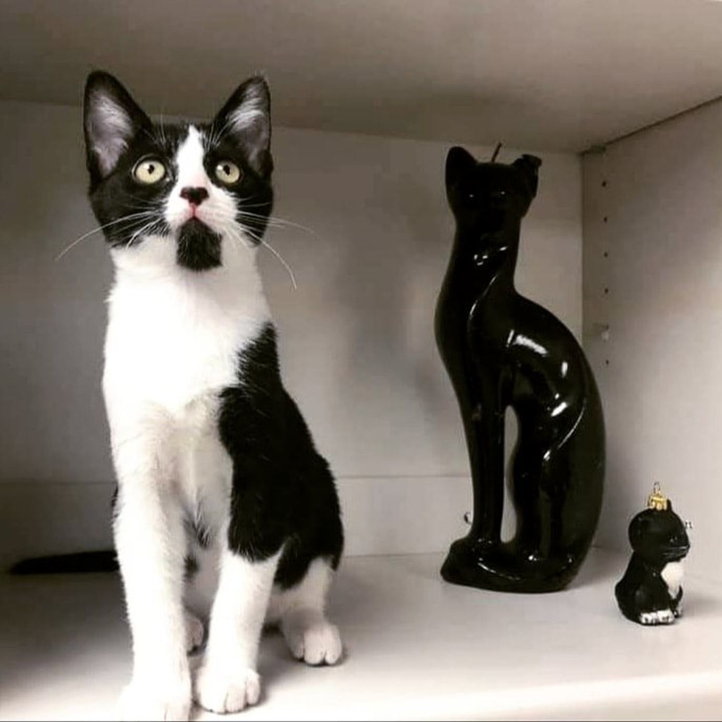 Adopt a Pet | Regina